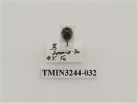 藏品(茄二十八星瓢蟲)的圖片